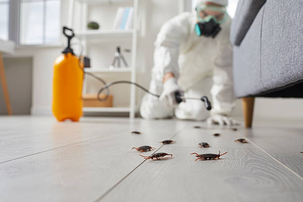Commercial Kitchen Cockroach Control in Parma Heights